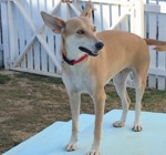 May, lovely and affectionate young dog