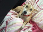 May, lovely and affectionate young dog