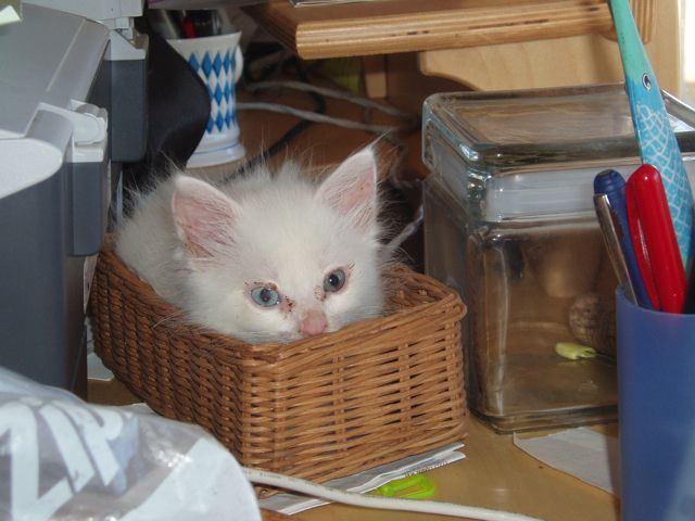 Snowball, a small, pure white kitten in a small box at her foster home