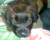 Mitzy as a puppy