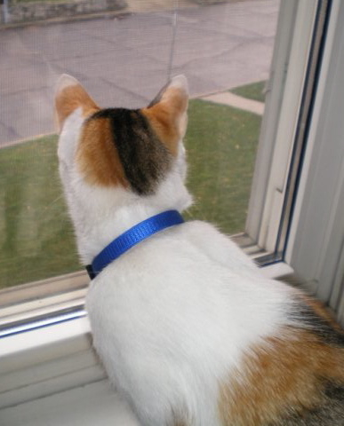 Tinka peers out the window