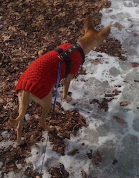 Allie treads carefully next to the snow