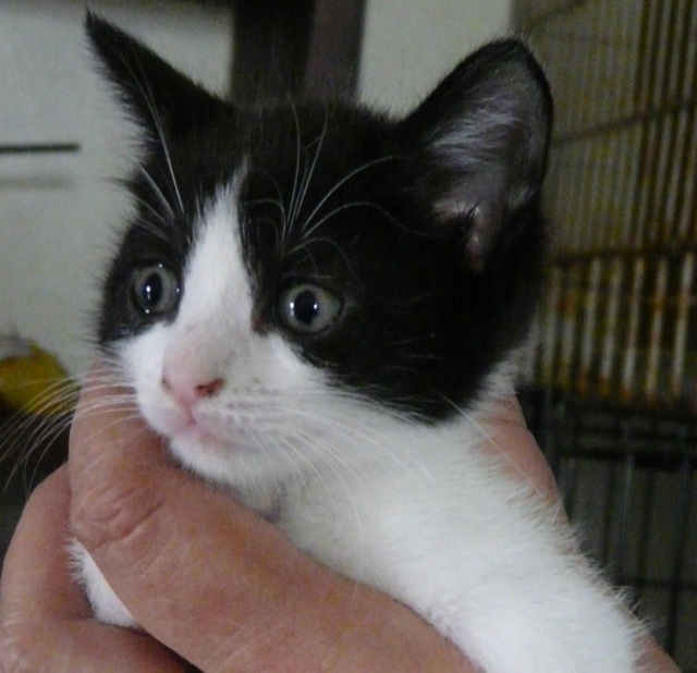 A kitten who came to the shelter in March of 2010