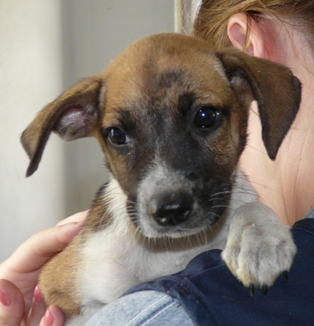 A puppy from the shelter is shown