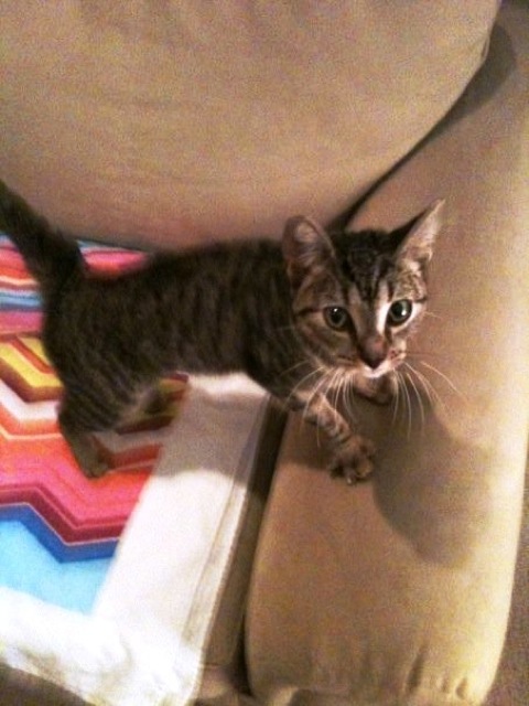 Tamala Georgette was a small kitten in February. Here she poses on a chair