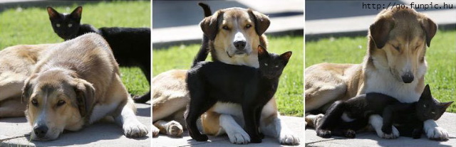 a sequence of photos shows a cat circling around a dog and then settling on the dogs front paws