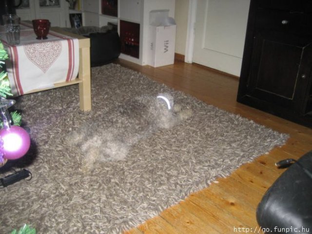 a gray shaggy dog lounges on a gray shaggy carpet that looks so much like the dog that you can hardly see the dog