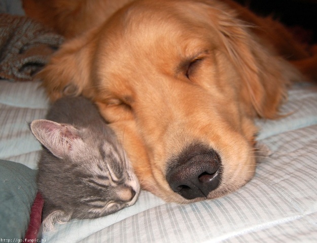 a cat and a dog sleep next to each other side by side, with snouts nearly touching