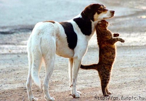 a cat on hind legs with its head under a dog's chin