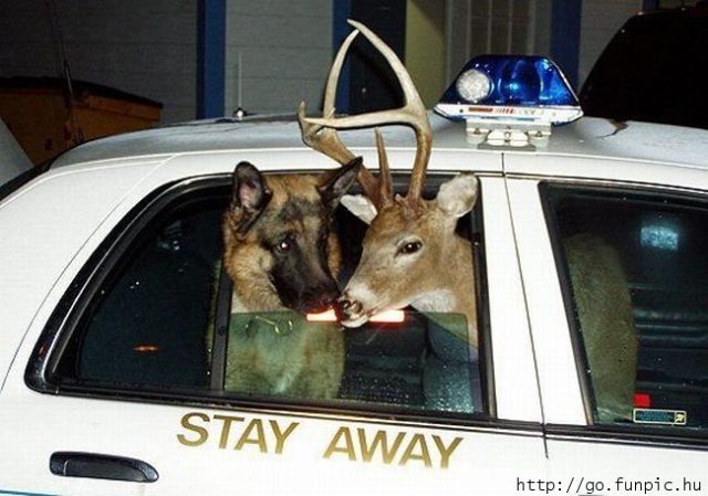 a German Shephard and a deer. In a police car