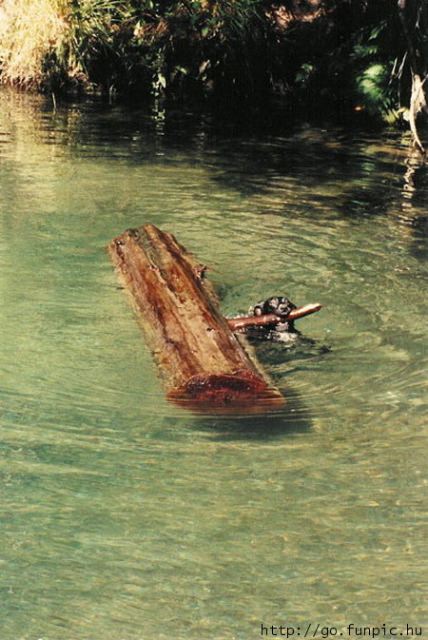 a dog in a lake or stream tows a log by grabbing a branch of the log in its mouth