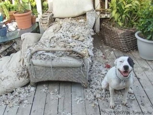 this dog completely destroyed a large chaise lounge cushion and smiles heartily aftewards