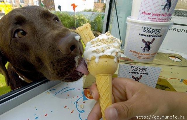 a brwon Lab slurps an offered ice cream cone that has doggie friendly ice cream and a dog biscuit in the cone