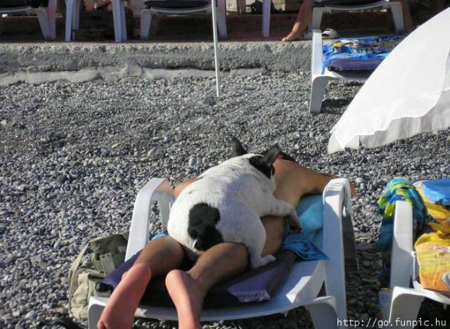 a dog sprewls on top of a sunbather. the sunbather has no obvious swim wear, so the dog is performing the duty of the swimsuit