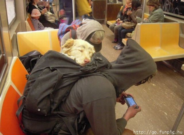 On a subway or train, a dog sleeps in a passenger's backpack