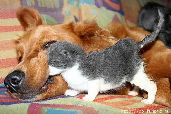 kitten nudges dog but slides under the lip of the dog