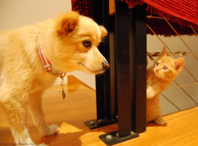 a kitten stares wide-eyed at a nearby dog
