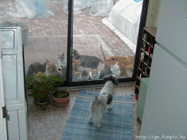 a dog no the inside of a house looks through the larger glass door - at about 10 cats on the other side wanting in