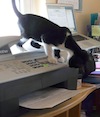 As the office printer came to life, Maddy would attack the moving paper