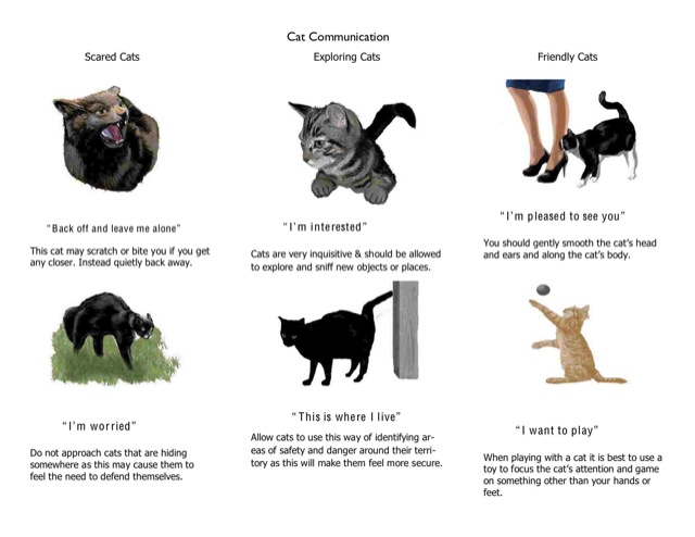 The Understanding Cats brochure from AARF shows teaches cat body language with several cat postures and poses along with what those postures mean