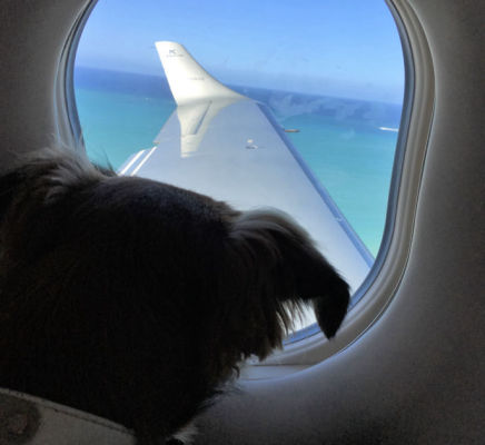 A dog leaving Anguilla looks out the window of a plane