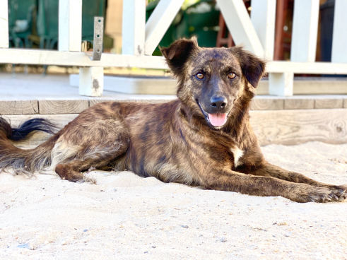 A shaggy brindle dog poses on the beach