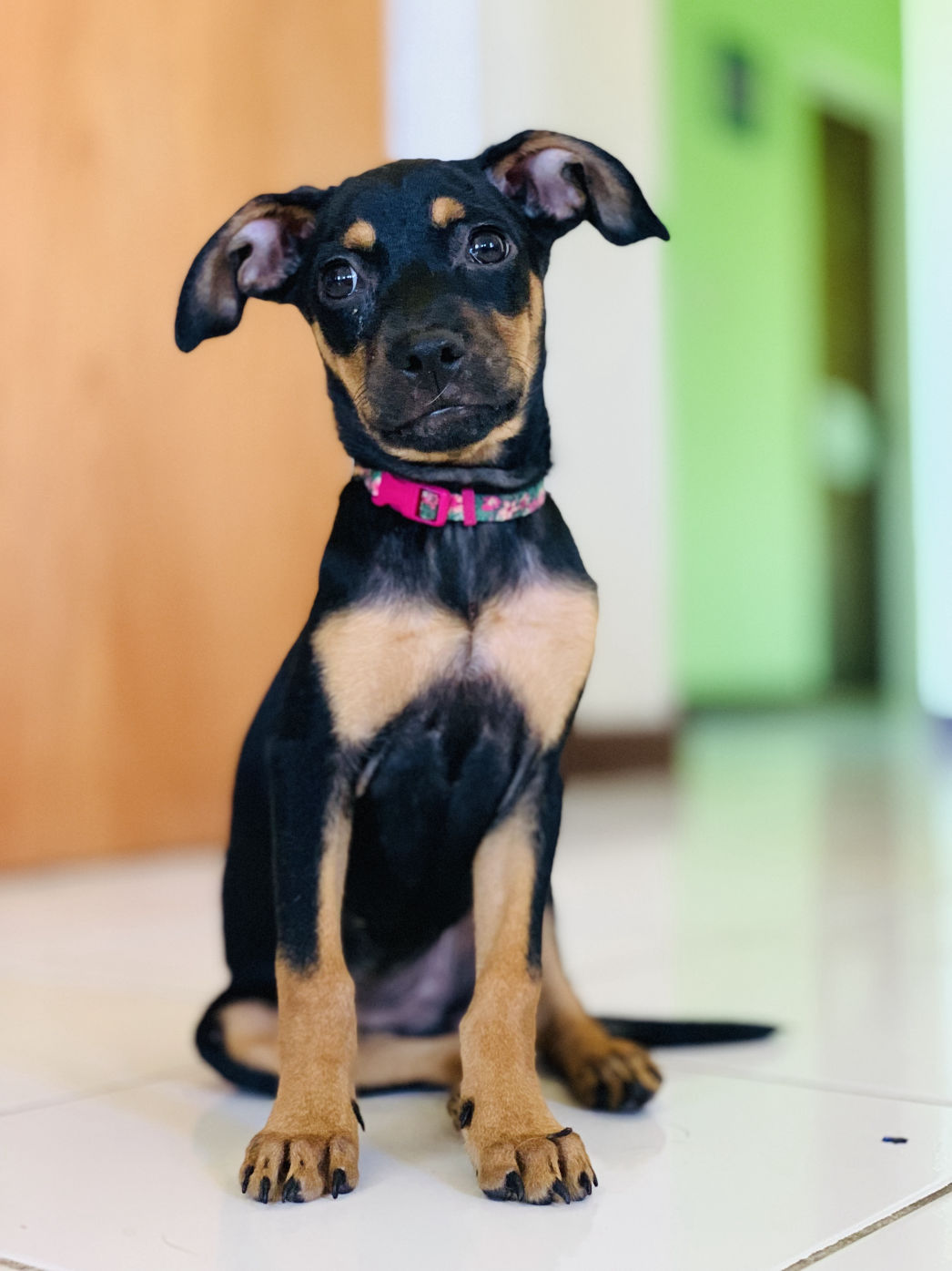 A black and brown Standard Anguilla Dog puppy