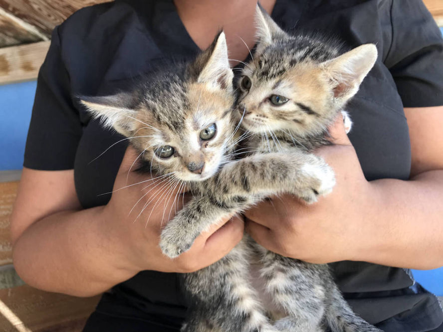 Two tabby kittens at the AARF shelter