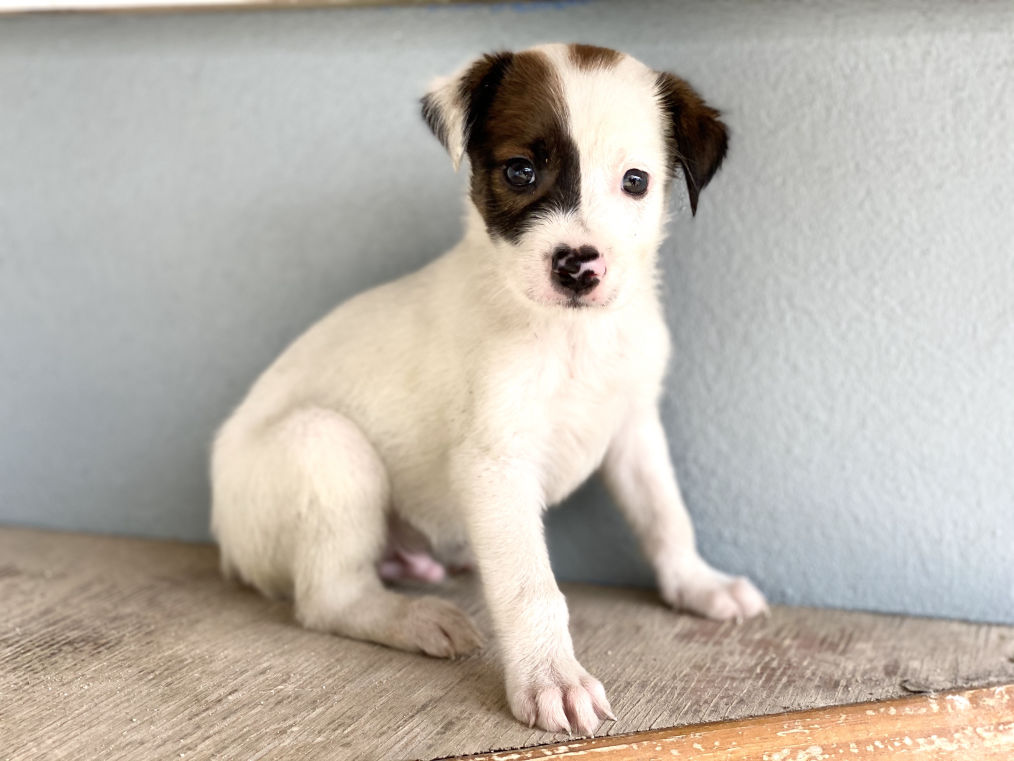 A white puppy at AARF shelter in Anguilla