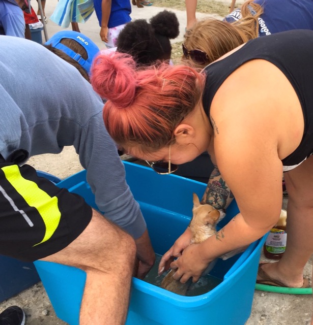 A scene from the puppy wash held on March 18, 2016 at Blowing Point