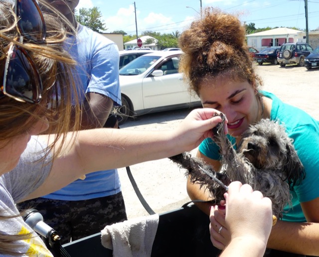 A scene from the puppy wash held on March 18, 2016 at Blowing Point