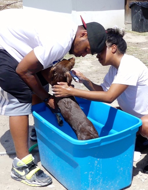 A scene from the puppy wash held on March 18, 2016 at Blowing Point