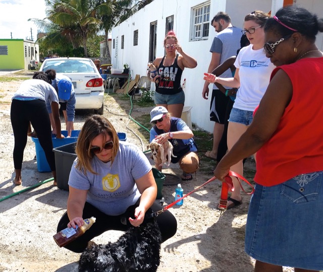 A scene from the puppy wash held on March 18, 2016 at Blowing Point