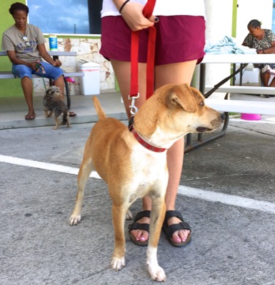 A photo from the AARF March 17, 2018 dog wash at the St. James School of Medicine