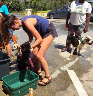 A photo from the AARF March 17, 2018 dog wash at the St. James School of Medicine
