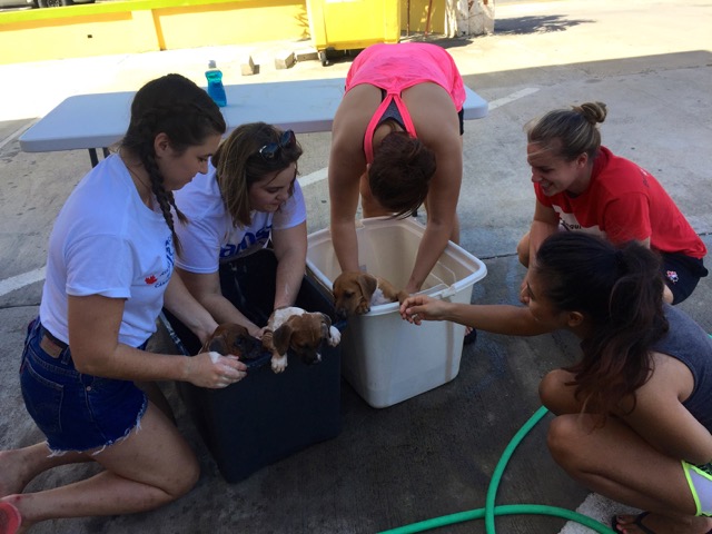 A scene from the puppy wash held on November 26, 2016 at the St. James School of Medicine