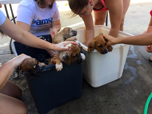 A scene from the puppy wash held on November 26, 2016 at the St. James School of Medicine