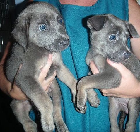 two puppies that have a unique blue and greay color