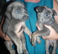 Two puppies with a blue and gray coloring