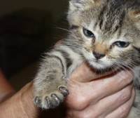 Grey kitten not happy with vet exam and shots
