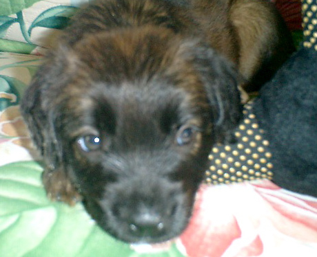 Mitzy as a small brown puppy