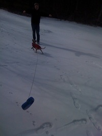 Allie takes off after pulling leash away