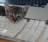 Angie was a foster kitten and made herself comfortably at home around the computer and keyboard, taking naps as needed