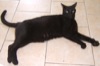 Blackie sprawls contentedly on the floor