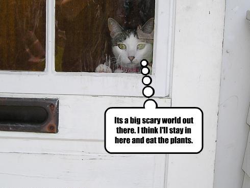 cat chooses to stay inside and eat the plants versus going out