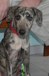 Malory is an interesting colored brindle that now lives with another dog and nice family in Anguilla