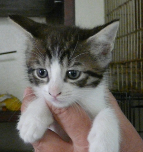 A kitten from March 2010