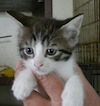 a gray kitten from the Shelter in March of 2010