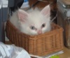 Snowball was so tiny, she fit in a very small wicker basket