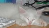 Snowball quickly became an affectionate kitten that hung around the office